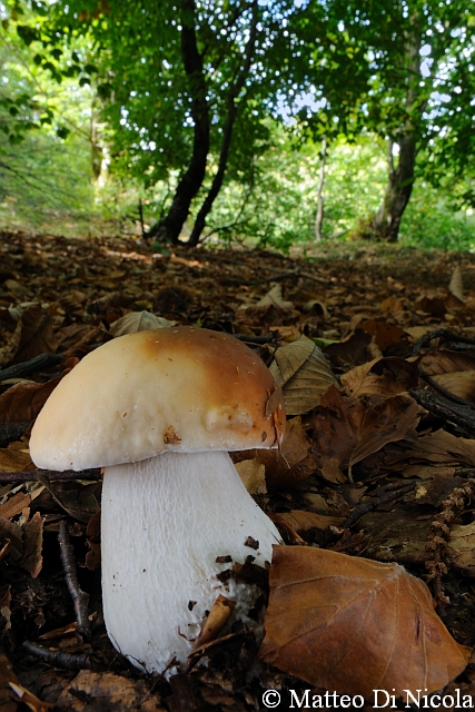 aiuto determinazione